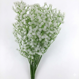 Bouquet of white baby's breath flowers on a white background
